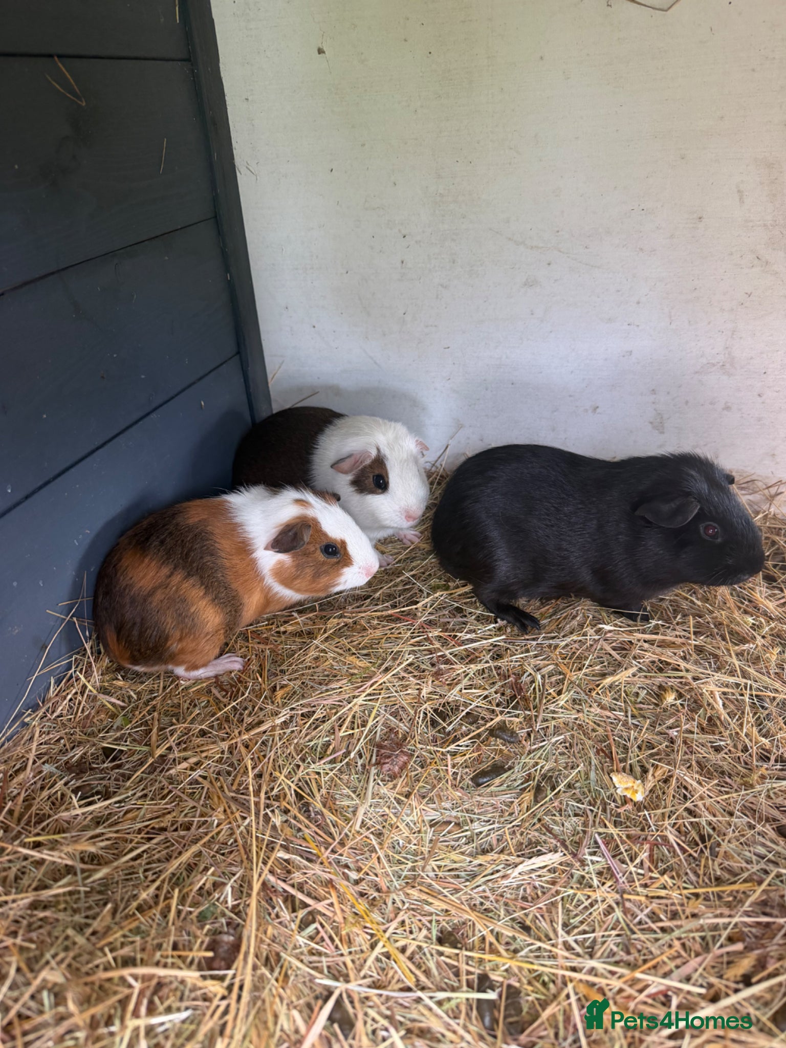 Guinea Pig rodents Home reared male guineas  - Advert 2