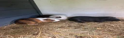 Guinea Pig rodents for sale: Home reared male guineas  - Advert 2