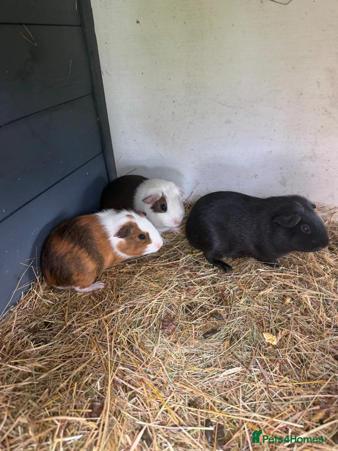 Guinea Pig rodents for sale: Home reared male guineas  - Advert 2