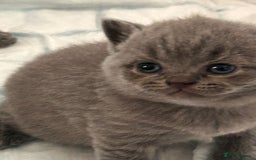 British Shorthair cats for sale: Beautiful Grey British Shorthair Kittens - Image 5