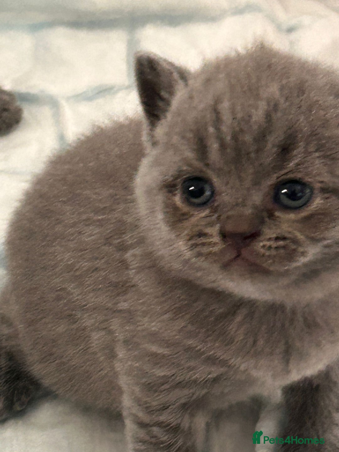 British Shorthair cats for sale: Beautiful Grey British Shorthair Kittens - Image 5