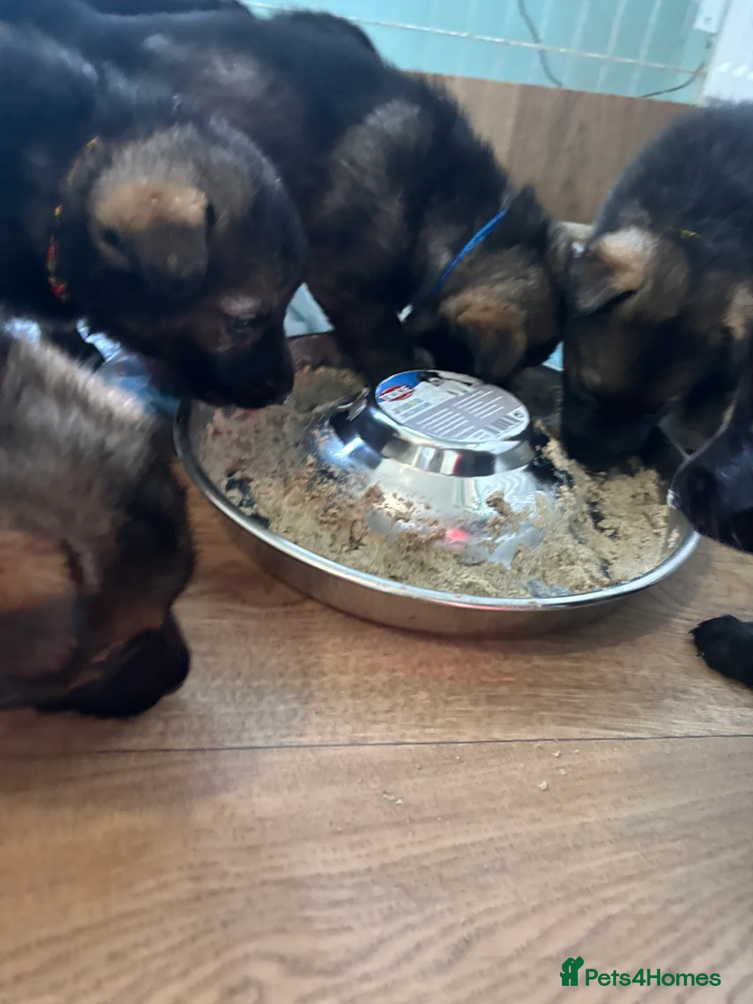 German Shepherd dogs for sale: German Shepherd Puppies  - Advert 8