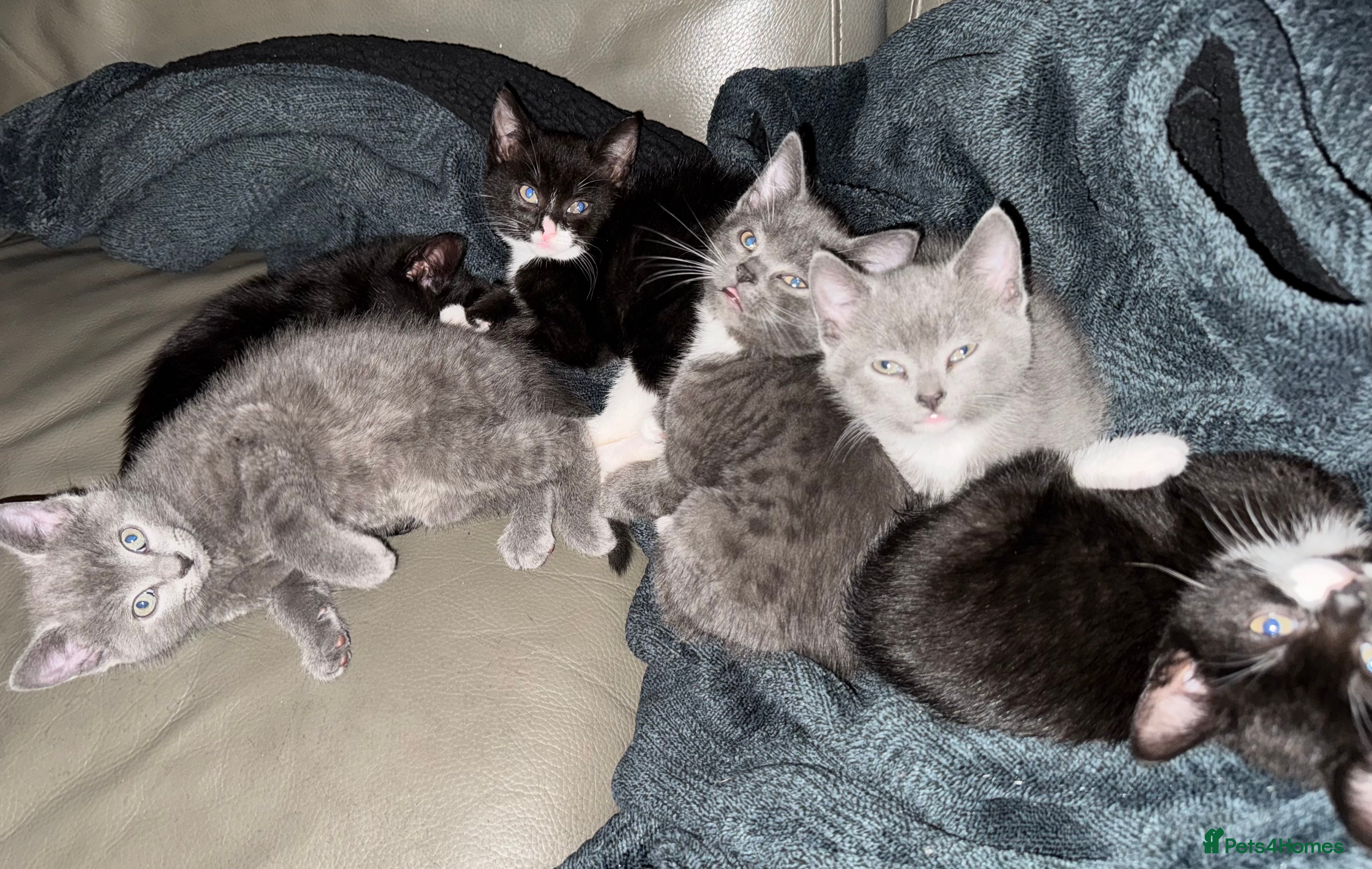 Mixed Breed cats Beautiful and super friendly mixed kittens - Advert 2