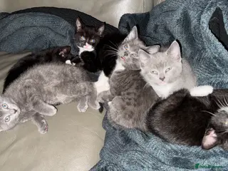 Mixed Breed cats Beautiful and super friendly mixed kittens - Advert 1