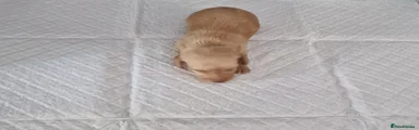 Dachshund 7