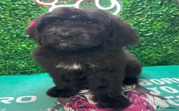 Mixed Breed dogs for sale: *Reduced* F1 Saint Berdoodles - Image 39