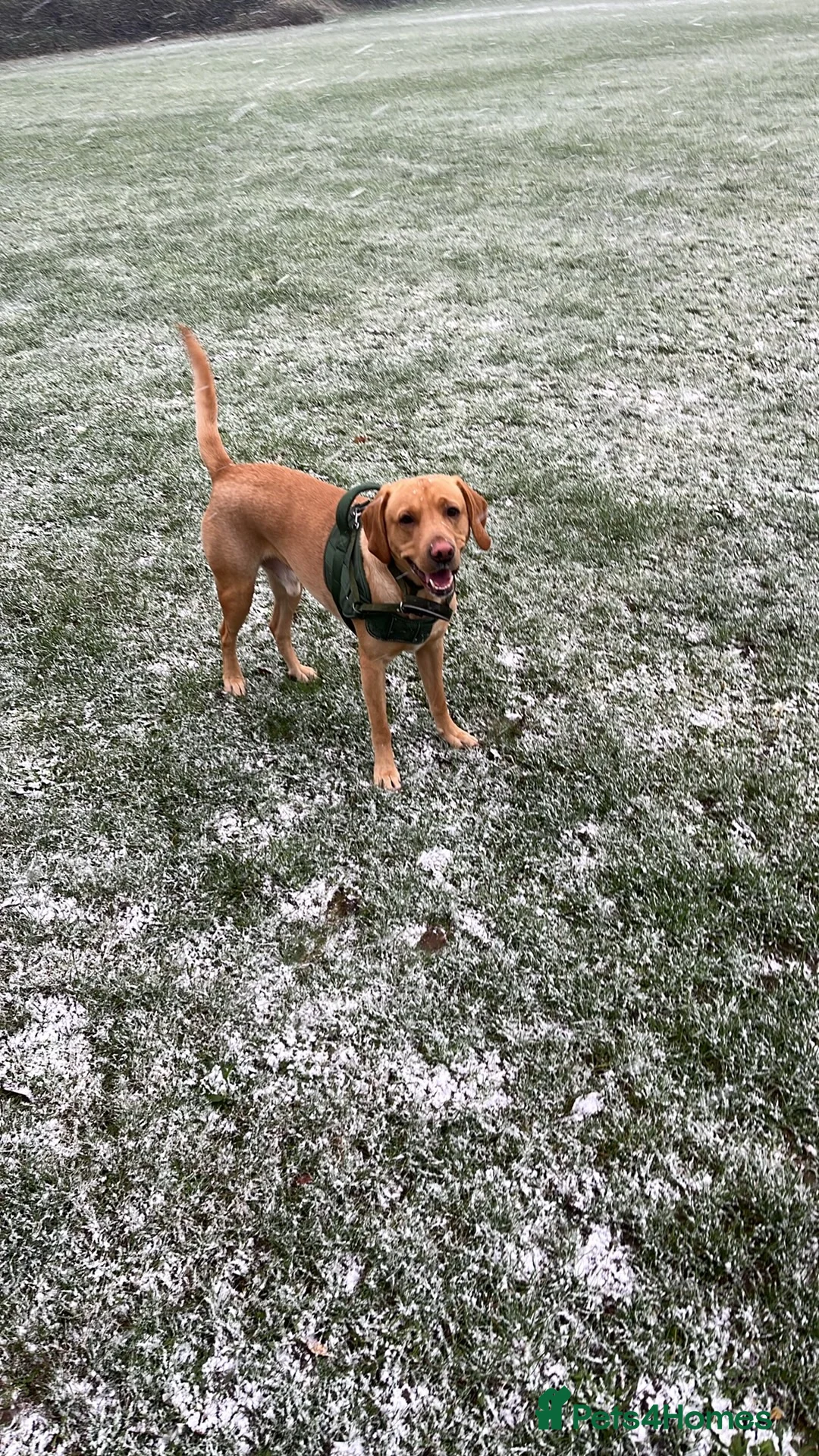 Labrador Retriever dogs for sale: Sage  in Scunthorpe - Advert 2
