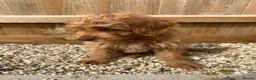 Mixed Breed dogs for sale: Tollerdoodle *last remaining Girl Available* Now - Advert 5