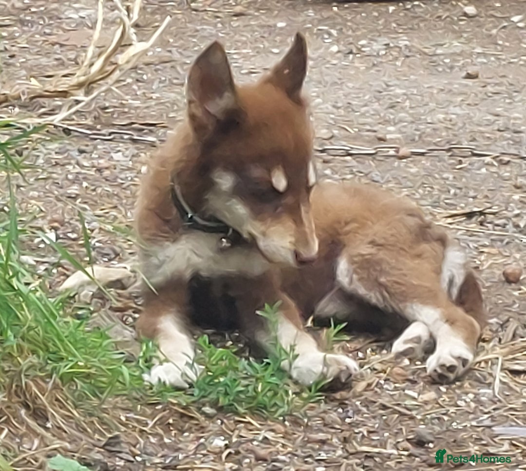Mixed Breed dogs for sale: Husky Labrador cross puppies  - Image 1