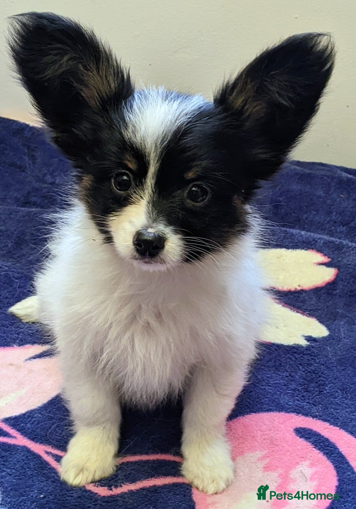 Papillon dogs Boy available  - Advert 1