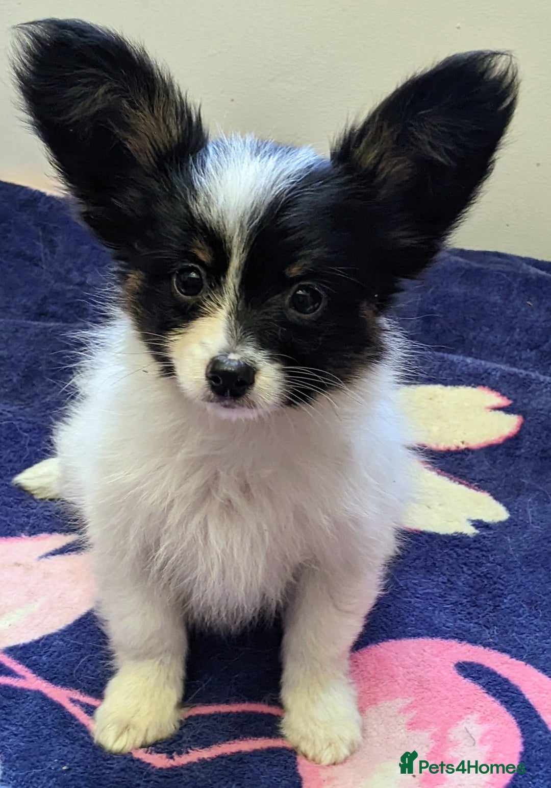 Papillon dogs for sale: Boy available  - Advert 1