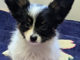 Papillon dogs Boy available - Advert 1