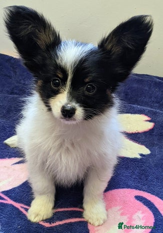 Papillon dogs Boy available - Advert 1
