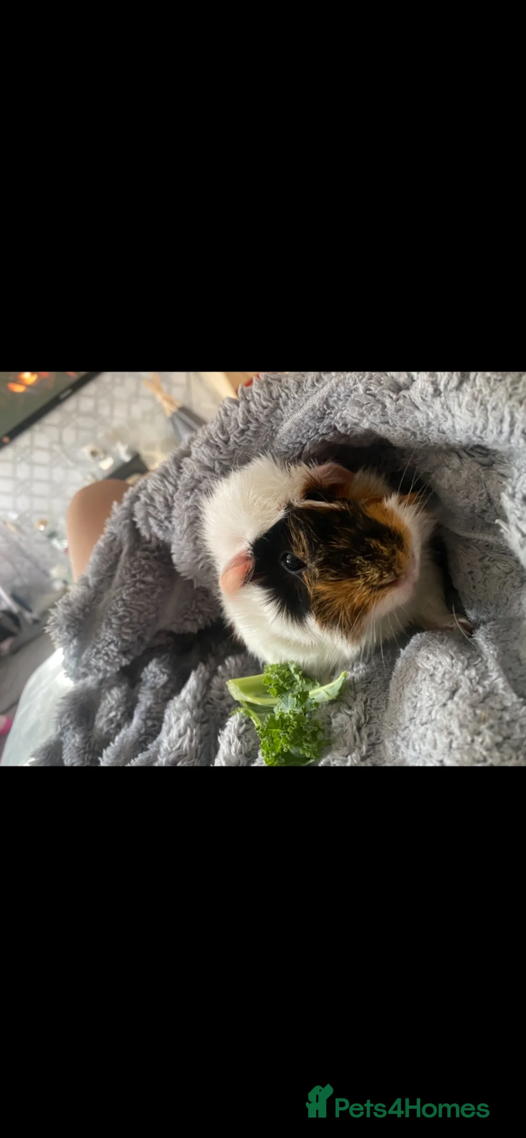 Guinea Pig rodents for sale: Guinea pigs  - Advert 2