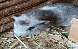 Guinea Pig rodents for sale: Sow Guinea Pigs for Sale £80 for the pair - Image 2