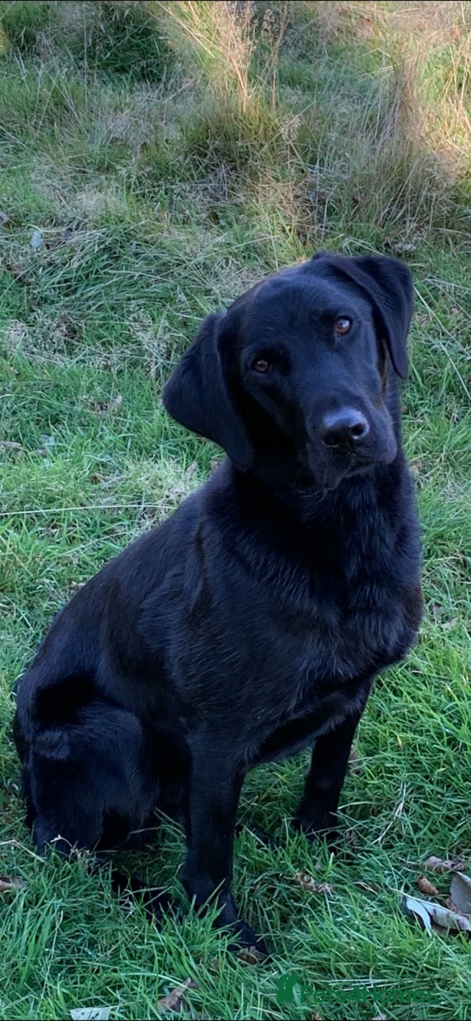 Labrador Retriever dogs KC Registered Black Labrador for stud - Advert 1