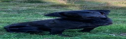 Labrador Retriever dogs for stud: KC Registered Black Labrador for stud - Advert 1