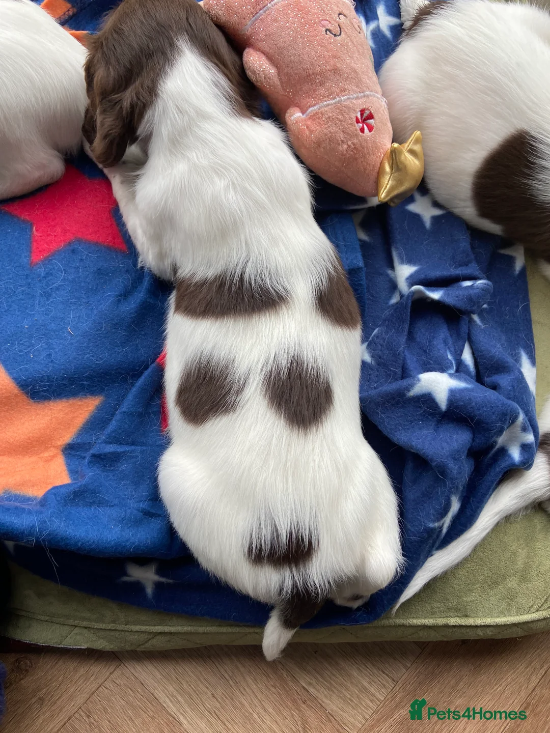 English Springer Spaniel dogs for sale: Springer spaniel puppies - 2 boys remaining - Advert 5