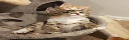 Mixed Breed cats for sale: Three little boys ready for the new home  in Livingston - Advert 4