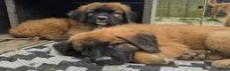 Mixed Breed dogs for sale: Leonberger cross Shepherd - Advert 18