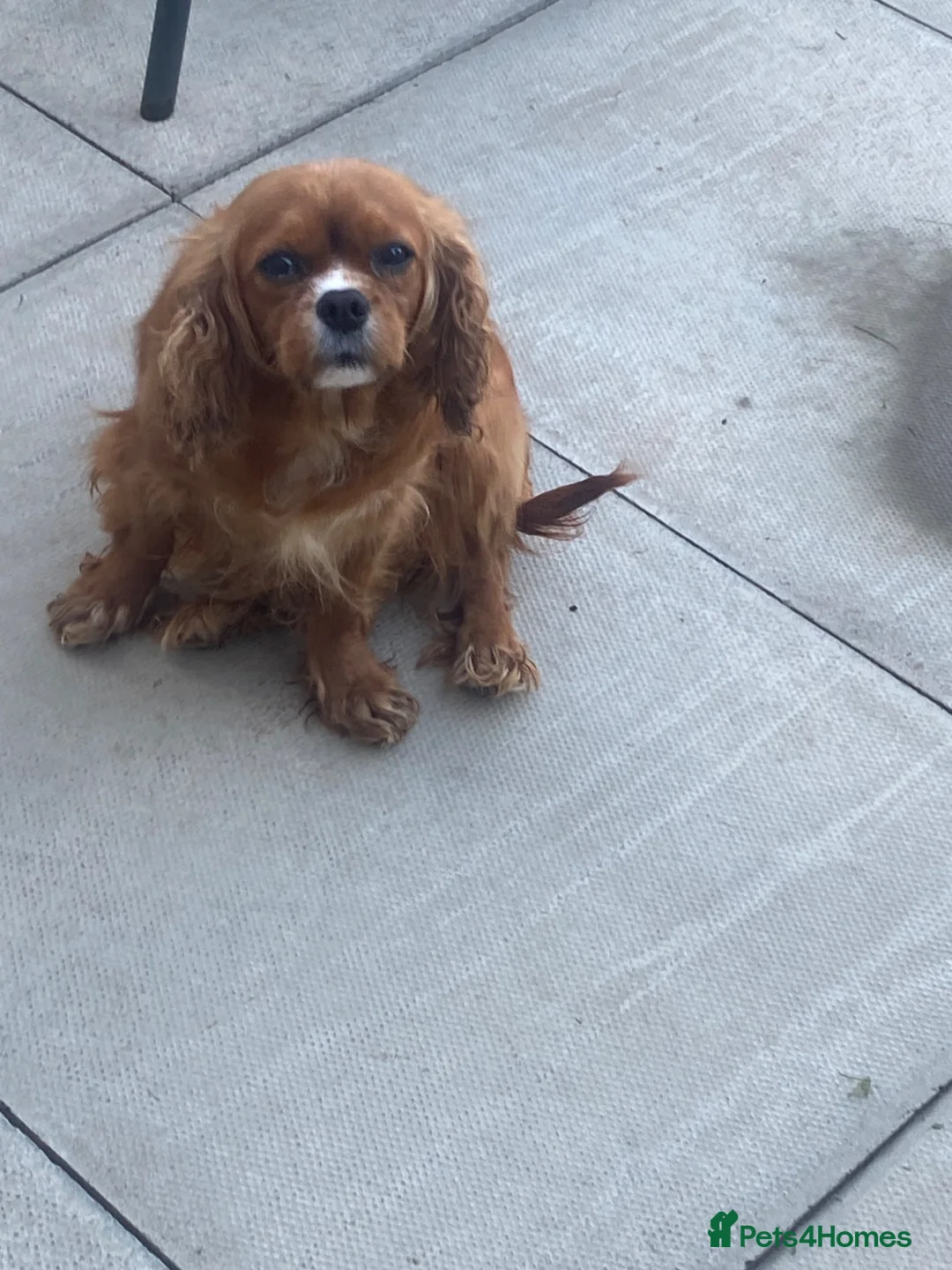 Cavalier King Charles Spaniel dogs for sale: Our Bailey is looking for her new home🩷🐶 - Advert 1
