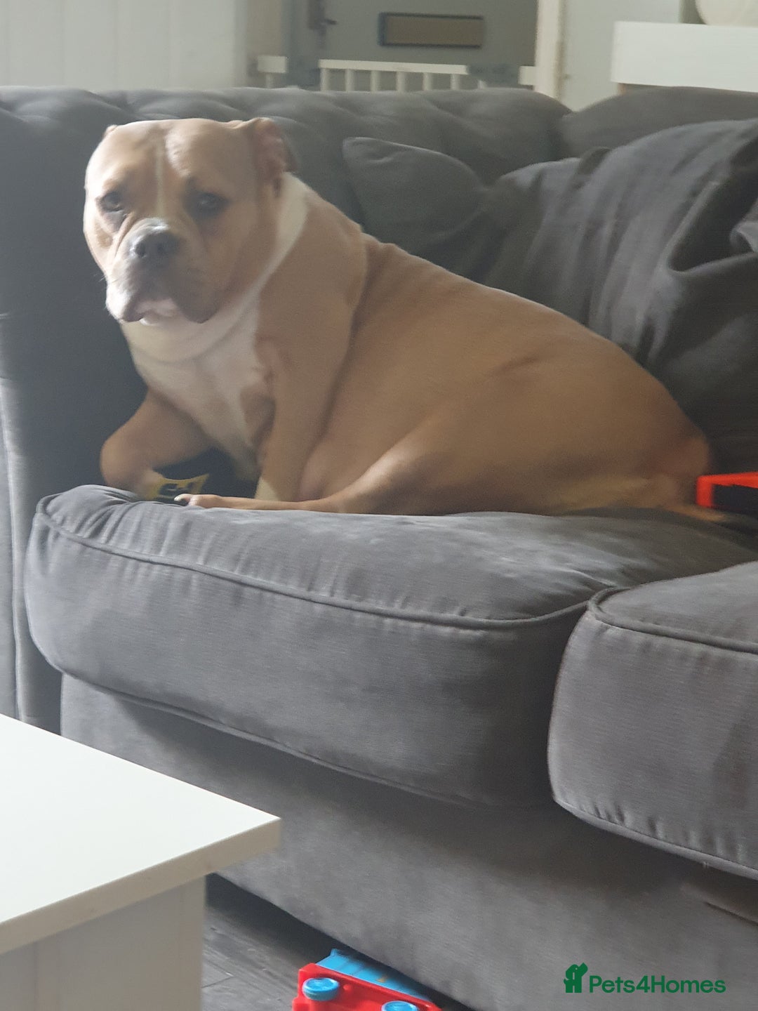 Mixed Breed dogs for sale: Pocket bully pups - Image 6