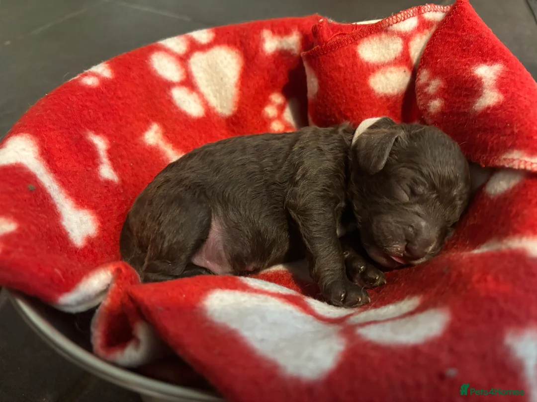 Cockapoo dogs for sale: Beautiful f1b cockapoos genetically tested - Advert 7