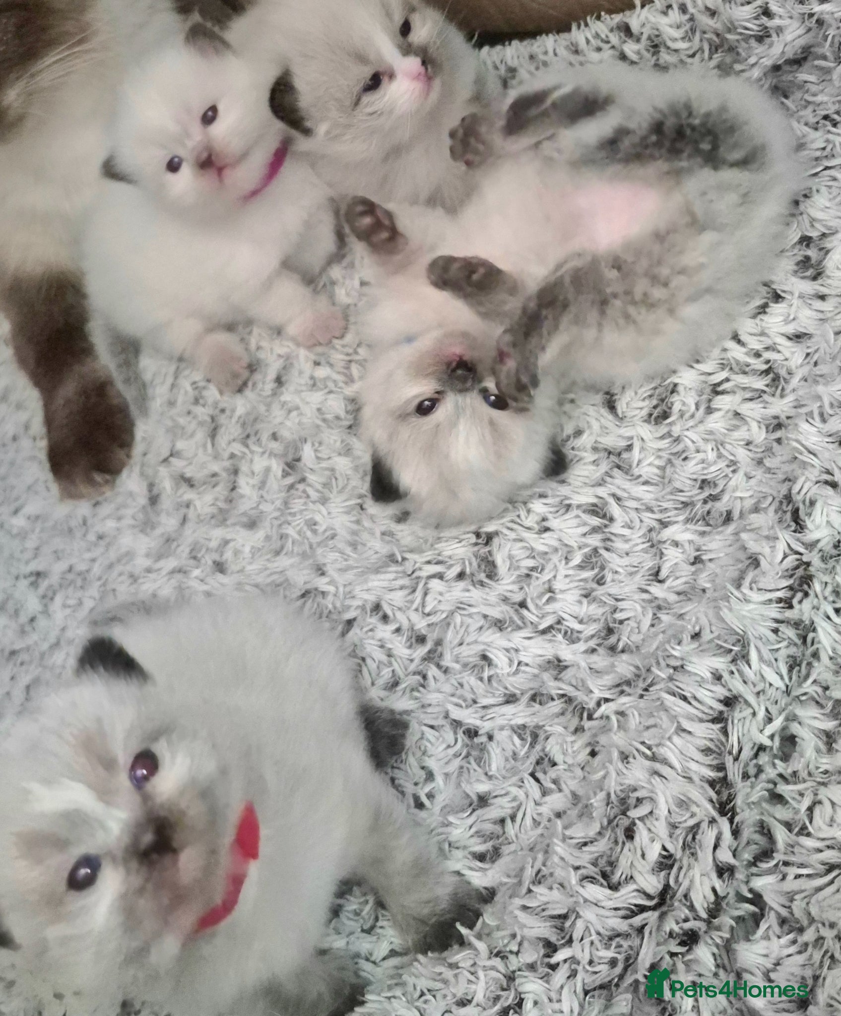 Ragdoll cats 4 beautiful fluffy ragdoll kittens - Advert 3