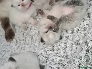 Ragdoll cats 4 beautiful fluffy ragdoll kittens - Advert 3