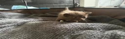 Ragdoll cats for sale: I have a beautiful litter of 5 kittens  - Advert 20