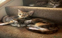 Mixed Breed cats for sale: 5 baby’s ready for there forever homes  - Image 15