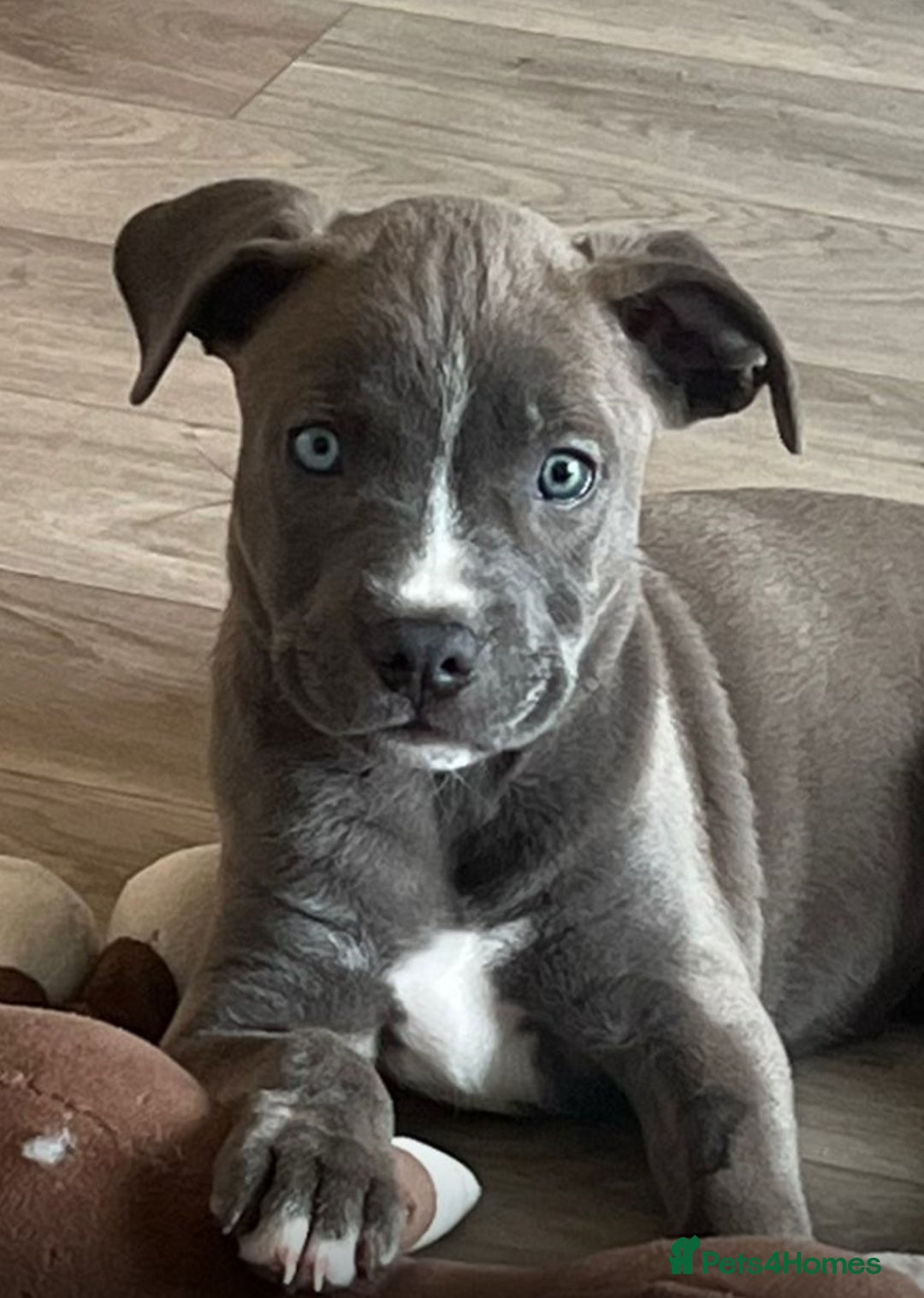 Mixed Breed dogs for sale:  Last Beautiful blue nose girl available  - Image 3
