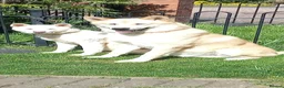 Akita dogs for sale: Akita pups  in Nottingham - Advert 3