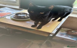 Mixed Breed cats for adoption: Milly the rescue cat needs new home - Image 5