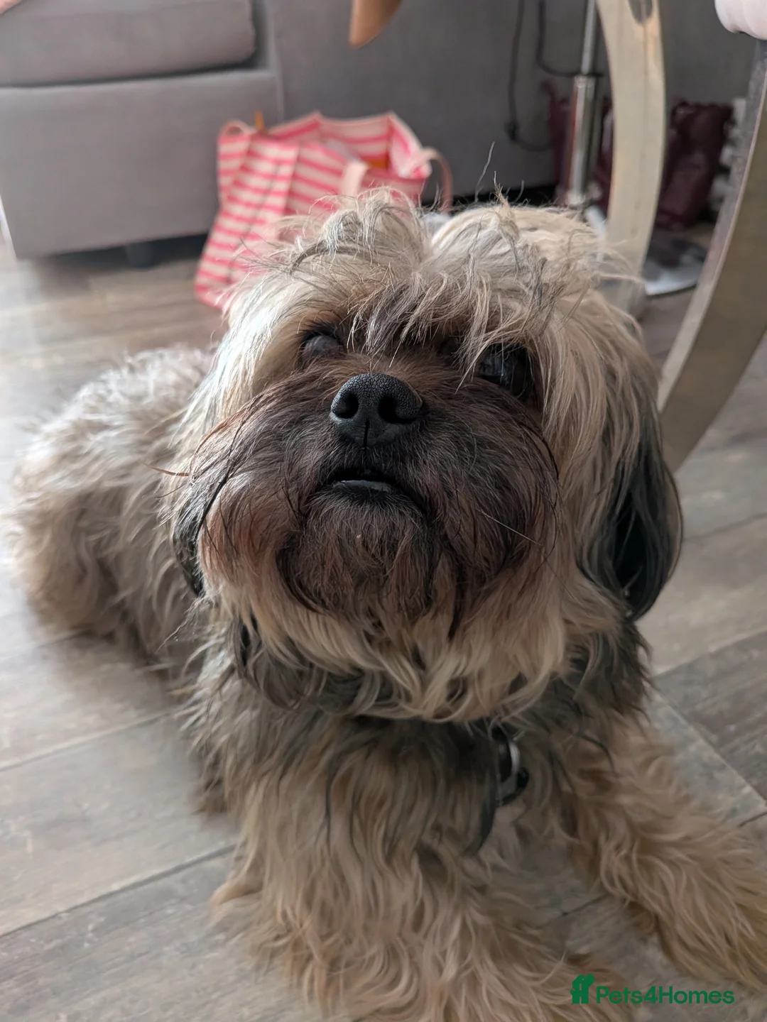 Shorkie dogs for sale: Walter in Chelmsford - Advert 2