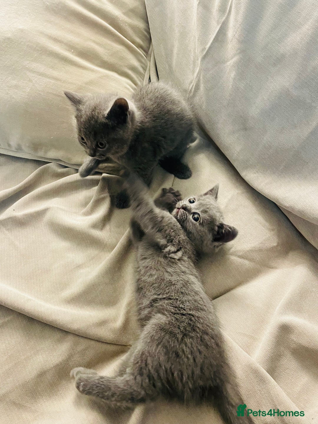 Scottish Fold cats for sale: PURE BREED SCOTTISH FOLD KITTENS 🐾 - Advert 8