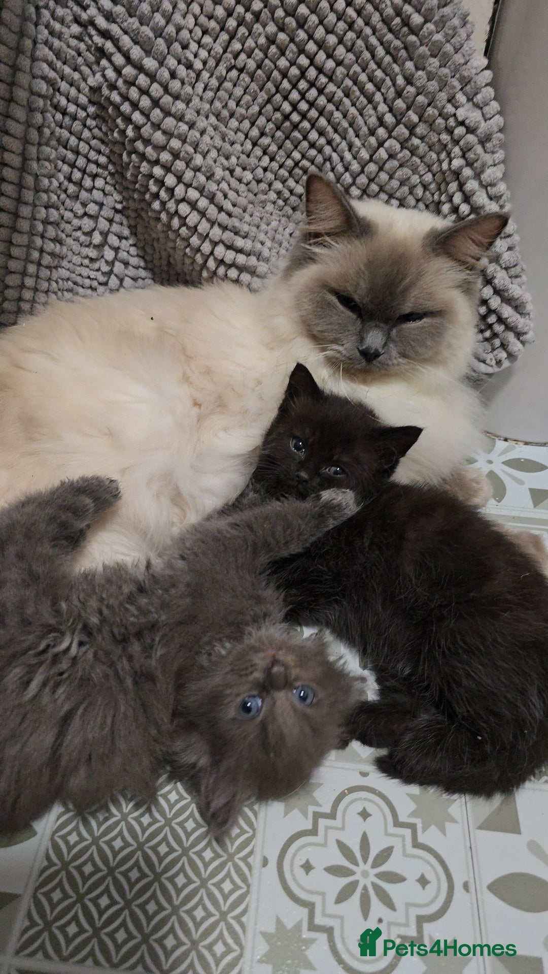 Ragdoll cats for sale: Gorgeous half ragdolls - Advert 6