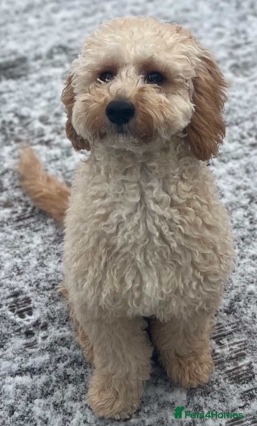 Mini Goldendoodle dogs for sale: Miniature Goldendoodle Puppies - Merle available  - Advert 8