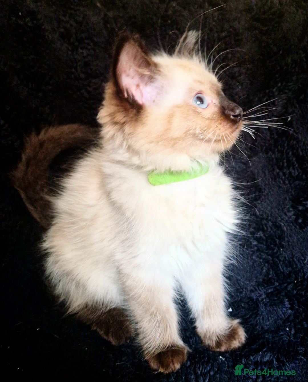 Ragdoll cats for sale: 1 LOVING RAGDOLL BOY is WAITING FOR LOVING HOME - Image 12