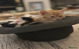British Shorthair cats for sale: Female Ginger, Calico and Black and White - Image 14