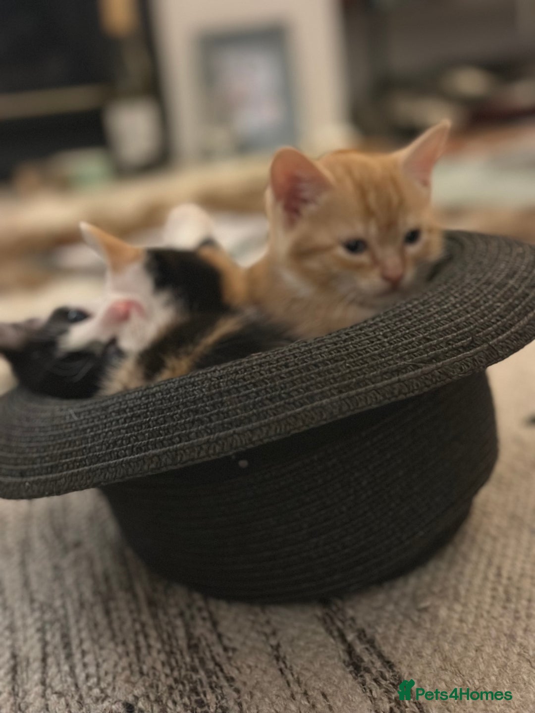 British Shorthair cats for sale: Female Ginger, Calico and Black and White - Image 14