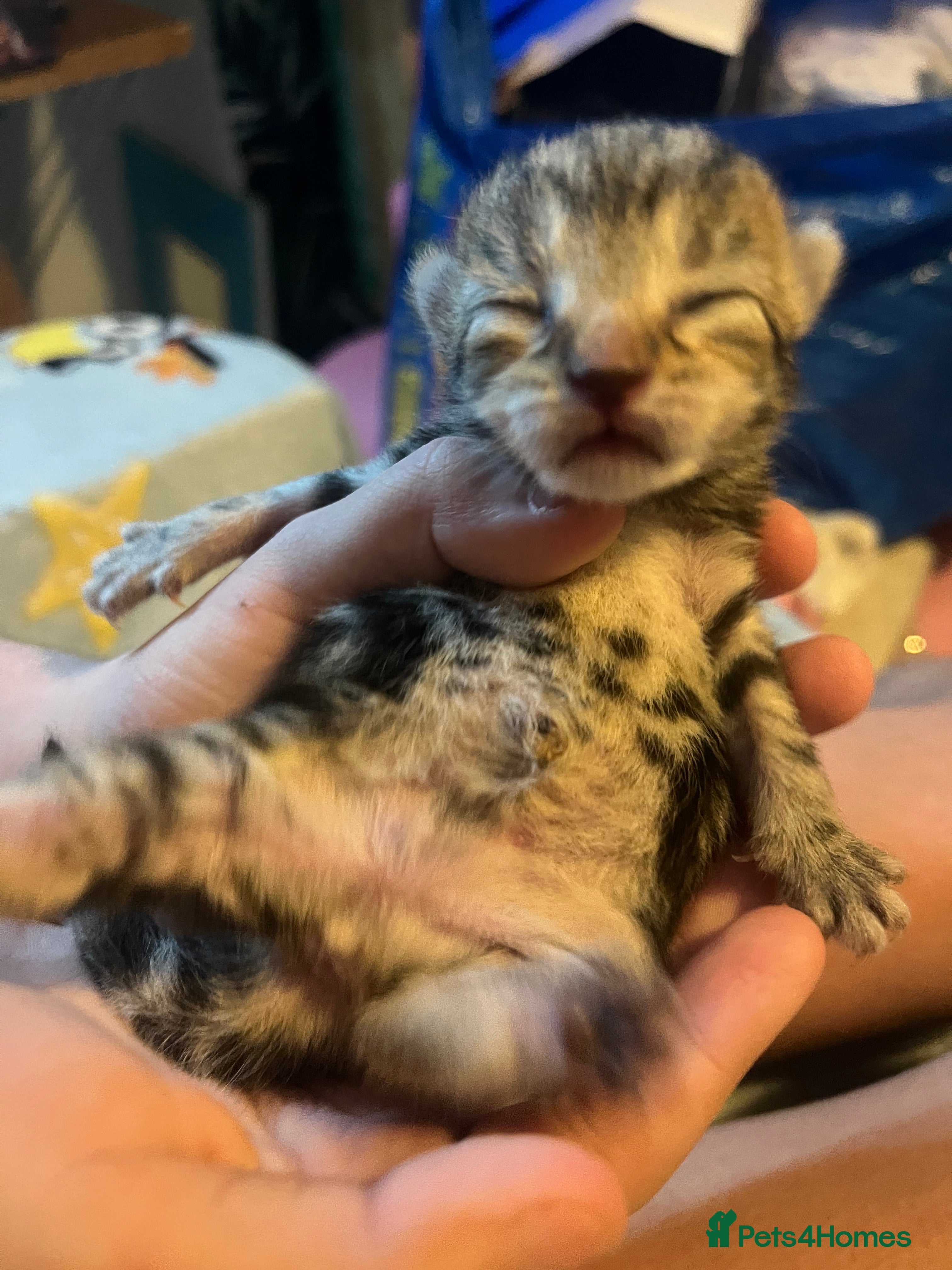 Mixed Breed cats Amber Bengal X shorthaired Black kittens in Cambridge - Advert 1