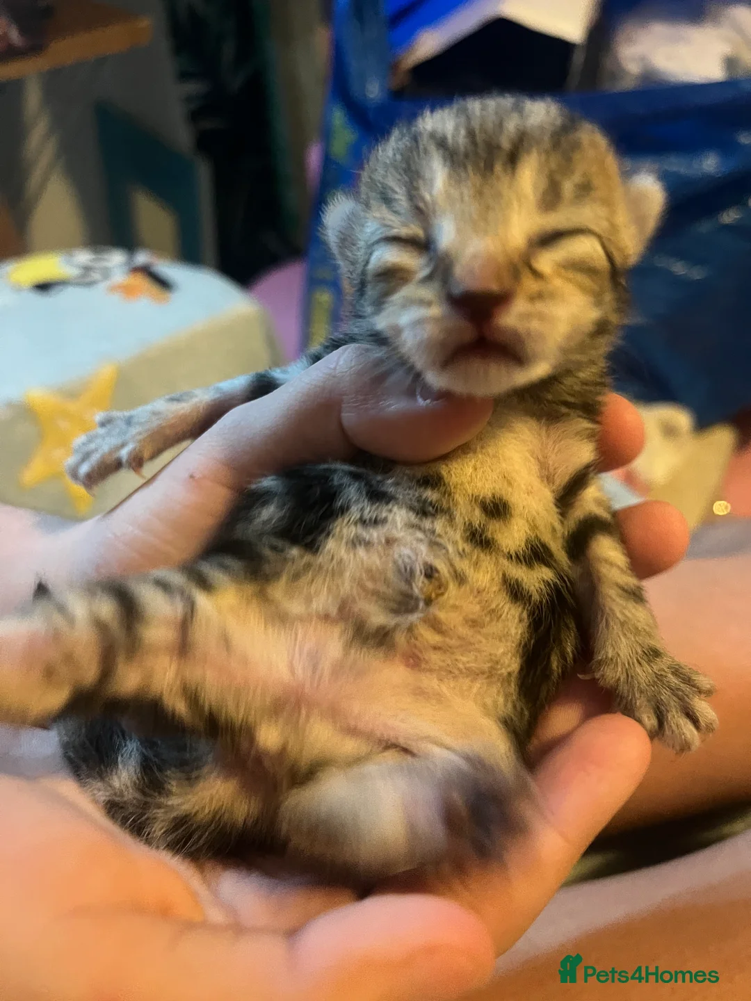 Mixed Breed cats for sale: Amber Bengal X shorthaired Black kittens in Cambridge - Advert 1