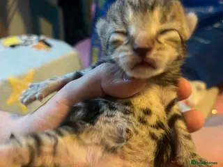 Mixed Breed cats Amber Bengal X shorthaired Black kittens in Cambridge - Advert 1