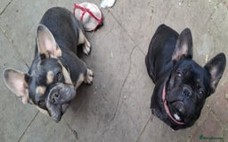 French Bulldog dogs for sale: Stunning kc reg French bulldog sisters  - Image 13