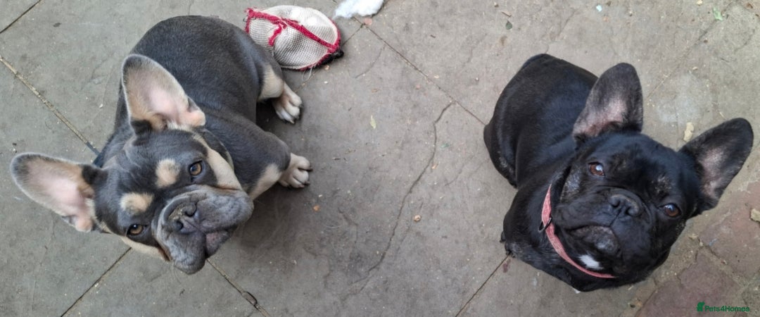 French Bulldog dogs for sale: Stunning kc reg French bulldog sisters  - Image 13