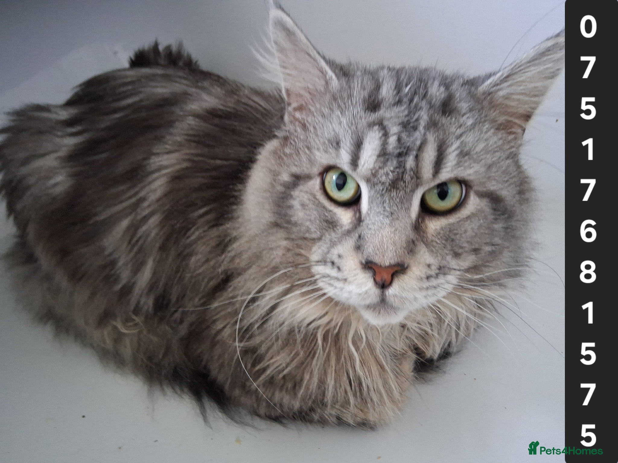 Maine Coon cats PROVEN MAINECOON STUD 15.3KG  - Advert 12