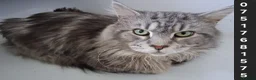 Maine Coon cats for stud: PROVEN MAINECOON STUD 15.3KG  - Advert 1