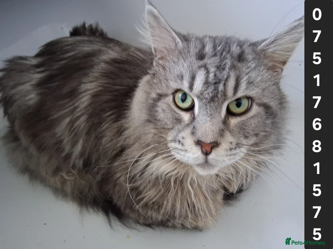 Maine Coon cats for stud: PROVEN MAINECOON STUD 15.3KG  - Advert 1