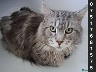 Maine Coon cats PROVEN MAINECOON STUD 15.3KG - Advert 12